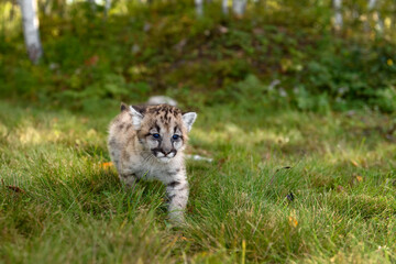 Cougar Kitten (Puma concolor) Steps Forward on Trail Ears to Sides Autumn