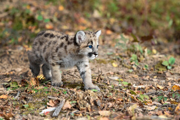 Naklejka na ściany i meble Cougar Kitten (Puma concolor) Moves Right Across Ground Autumn