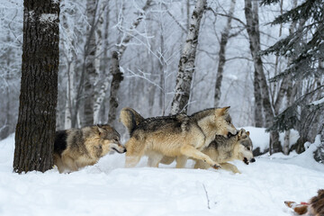 Fototapeta na wymiar Wolves (Canis lupus) Run Right Snapping and Snarling Winter