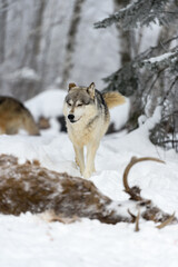 Fototapeta na wymiar Wolf (Canis lupus) Walks To Body of Deer Eyes Closed Ears Back Winter