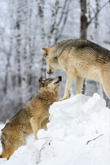 Wolf (Canis lupus) Looks Up at Packmate Atop Pile of Snow Winter