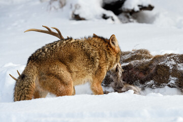 Coyote (Canis latrans) Pulls Piece of Fur From Body of White-Tail Deer Winter