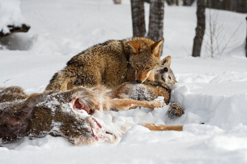 Fototapeta premium Coyote (Canis latrans) Pins Packmate at Deer Body Winter