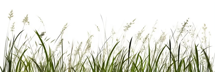 Foto op Plexiglas Meadow grass row prairie cutout white background (generative AI) © Ash