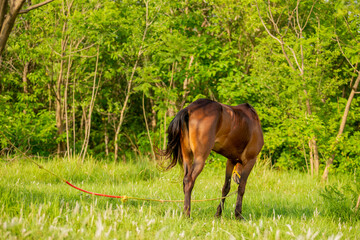 Brown Horse In the  Field