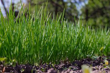 green leek on the ground