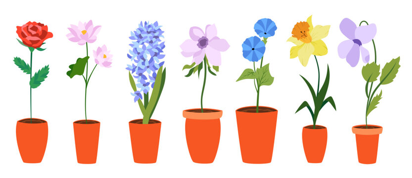 Colorful realistic flat flowers in pot set. Perfect for illustrations and nature education.