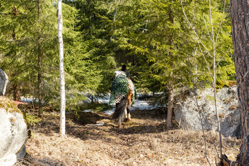 Camouflaged icelandic horse and woman in Finnish spring enviroment