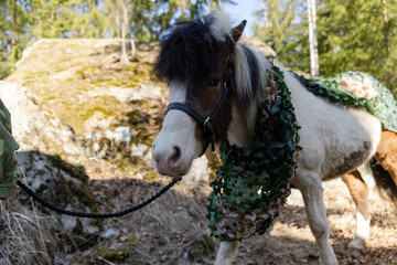 Camouflaged icelandic horse and woman in Finnish spring enviroment