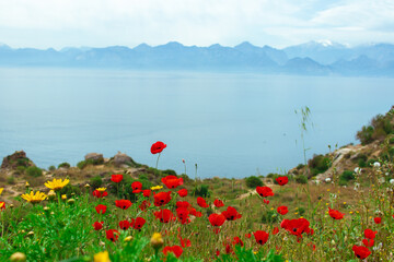 Amazing landscape with flowers and red maquis  on the hills closeup with mountain background.Turkey,Antalya.