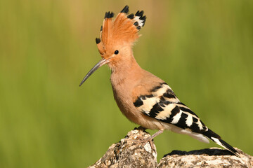 Wiedehopf © Christian