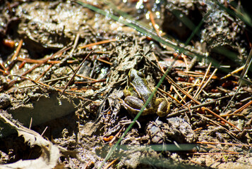 Wild frog in a mountain stream