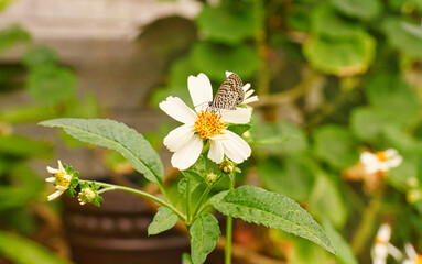 Cassius Blue butterfly sitting on a nectar plant, home yard in Florida