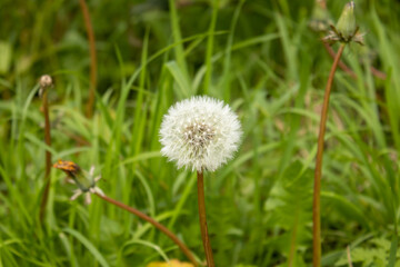 the growing of the dandelion on the grass