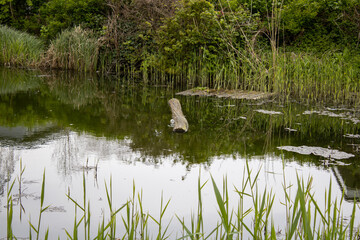 log floating in the pond