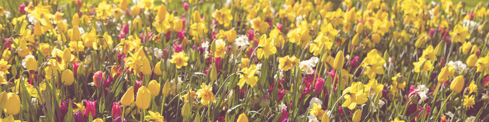 Obraz premium Banner 4x1 for website, social networks. Hyacinths, tulips and daffodils in a meadow in the Netherlands