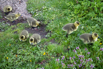 gosling baby duck birds in the grass
