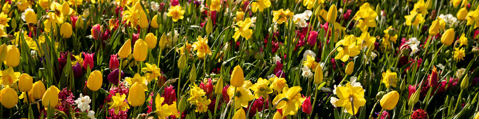 Banner 4x1 for website, social networks. Hyacinths, tulips and daffodils in a meadow in the Netherlands