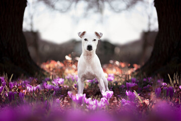 Patterdale terrier sitting in a garden full of spring flowers. Breed bred in the United Kingdom