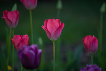 Naklejka premium Tulipan