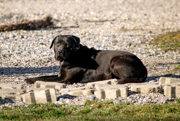 Retrato de un perro labrador color negro