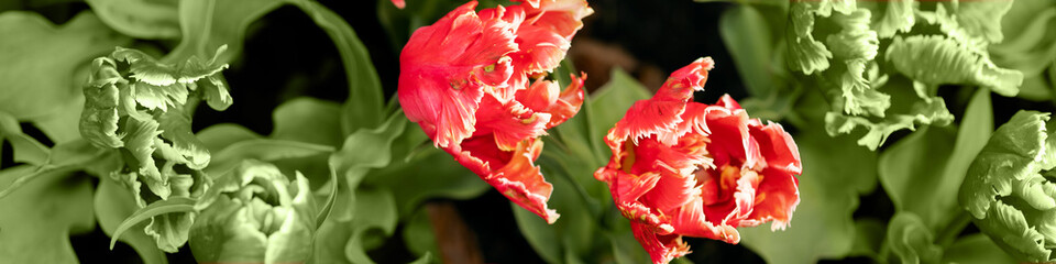 Banner 4x1 for website, social networks. Two red and four rare green tulips in a flower bed. Flat lay