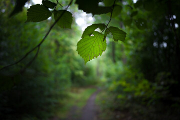 Zielone liście na tle ciemnego, rozmytego lasu.