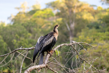 Photograph of an Anhinga sighted in São José dos Campos, São Paulo, Brazil.	