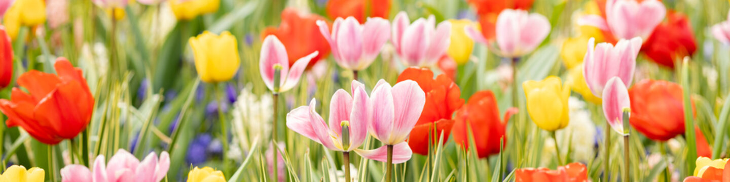 Banner 4x1 for website, social networks. Bright tulips, daffodils, hyacinths, muskari in meadow