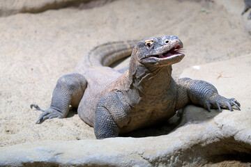Komodo dragon full body picture. Open mouth with deeply forked tongue.