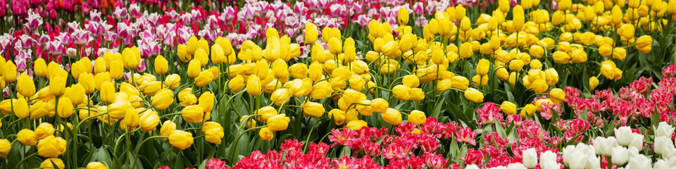 Banner 4x1 for website, social networks. Ridges tulips blooming of different colors in Netherlands