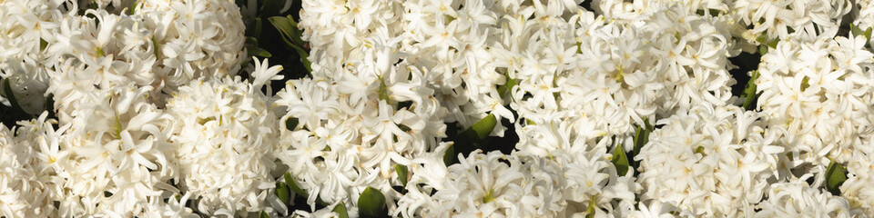Banner 4x1 for website, social networks. Snow-white hyacinths fill the entire frame. Flat lay