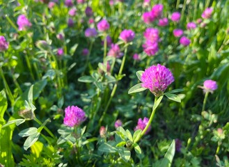 pink clover flower, wildflowers background 