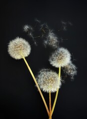 dandelion seed head isolated on black background 