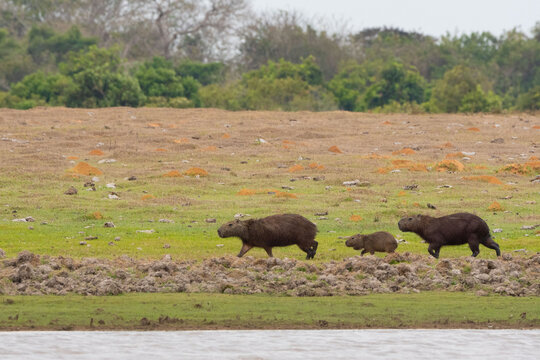 Capibara Chig&uuml;iro familia manada