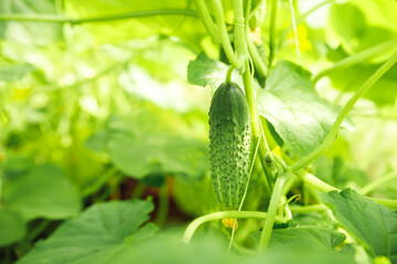 cucumbers growing in a greenhouse, healthy vegetables without pesticide, organic product.Young plants blooming cucumber with yellow flowers in the sun.plant with lots of vegetables