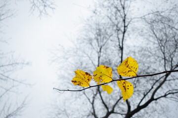 Żółte liście