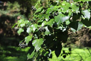 Bunch of black berries Hedera helix. Garland or European ivy, bind wood. 