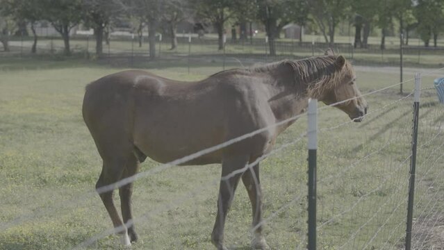 Horse in a field / Sony SLog3