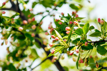 Beautiful, Spring Pink Buds & Blooms on Tree or Bush Branch –Wedding, Baby Shower, Brunch, Garden Party, Birthday, Invitation, Border, Background, Backdrop, Flier, Poster, Advertisement or Wallpaper