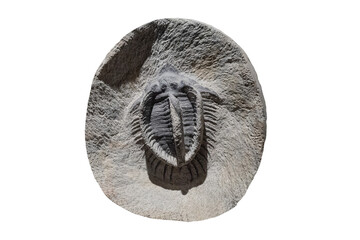 Fósil de trilobites en piedra, aislado sobre blanco. Fósiles del Jurásico. Concepto de arqueología y paleontología.