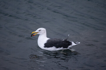 gaviota dominicana o gaviota cocinera en Ushuaia. Larus dominicanus