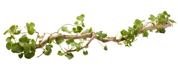 a long twisted branch with ivy growing on it isolated on a transparent background, generative ai - obrazy, fototapety, plakaty