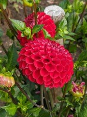 Rote Großfiedrige Dahlie