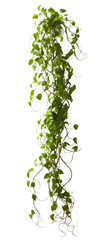 vertical growing ivy with tendrils isolated on a transparent background, generative ai
