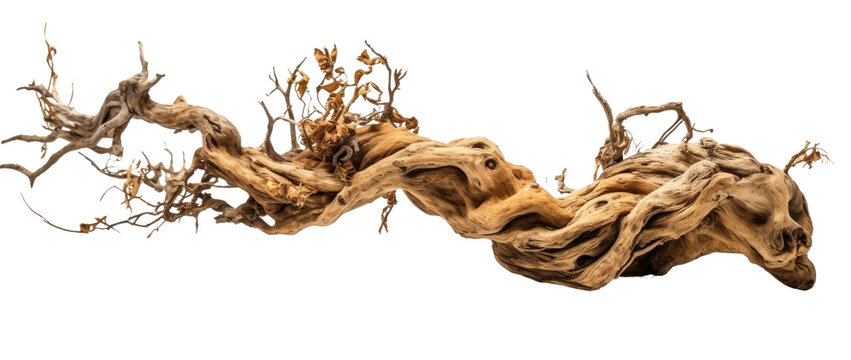 dry twisted jungle branch with dead blossoms isolated on a transparent background, generative ai