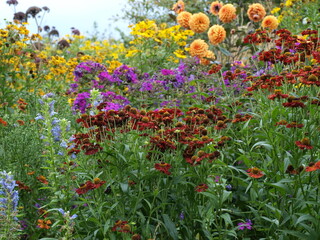 buntes Blumenbeet im Sommer Englisch Border Stauden Helenium, Phlox, Dahlien Blüten in großer Staudenrabatte