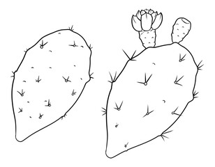 Pair of nopales or prickly pears in outlines for coloring, Vector illustration