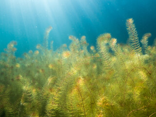 Fototapeta na wymiar Dense underwater vegetation of alternate water-milfoil aquatic plant.