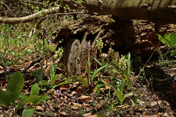 Naklejka na ściany i meble Blasses Knabenkraut (Orchis pallens) und Stattliches Knabenkraut (Orchis mascula) nebeneinander